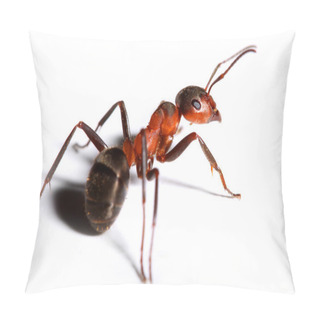 Personality  Big Red Ant Isolated On White Background. Pillow Covers