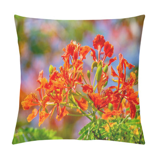 Personality  Orange Royal Poinciana Flower, The Flame Tree Pillow Covers