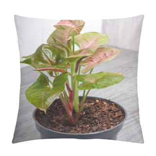 Personality  Tropical Syngonium Podophyllum Neon Robusta Houseplant With Pink And Green Arrow Shaped Leaves Pillow Covers