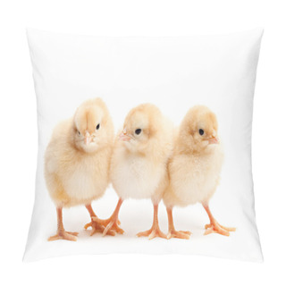 Personality  Three Cute Chicks Isolated On White Pillow Covers