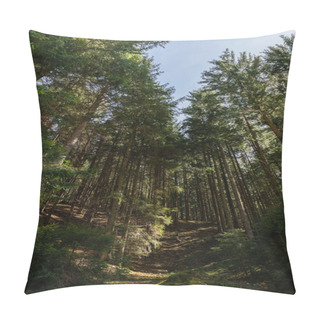 Personality  Wide Angle View Of Coniferous Trees On Hill In Forest  Pillow Covers