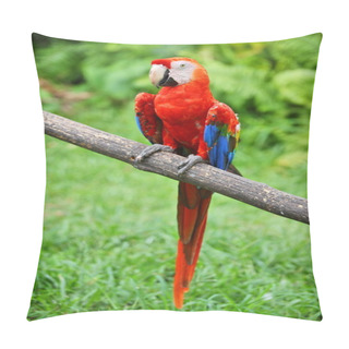 Personality  Parrot: Scarlet Macaw Pillow Covers