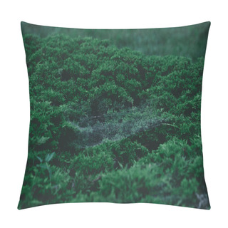 Personality  Full Frame Shot Of Green Fir Bush With Spider Web On Branches For Background Pillow Covers