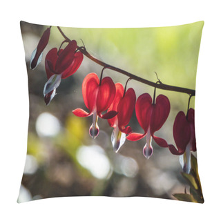 Personality  Beautiful Macro Of Pendent, Heart-shaped Red And White Flowers Of Bleeding-heart In Bright Backlight With Blurred Bokeh Background In Summer Pillow Covers