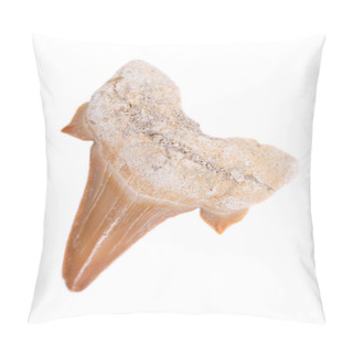 Personality  Authentic Fossilized Prehistoric Shark Tooth From Morocco Isolated On White Background Pillow Covers