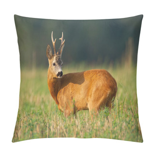 Personality  Interested Roe Deer Buck Standing On Field In Summer Sunlight. Pillow Covers