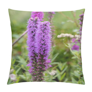 Personality  Color Outdoor Nature Image Of  A Pair Of Violet Liatris / Blazing Star Blossoms On Natural Garden Meadow Background Taken On A Bright Sunny Summer Day  Pillow Covers