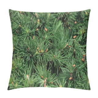Personality  Close Up View Of Green Needles Of Fir Tree In Sunshine Pillow Covers