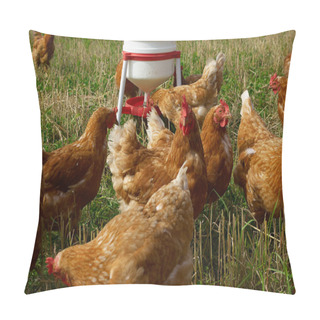 Personality  Free Range Organic Chickens Pillow Covers