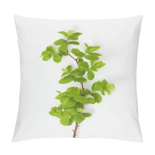 Personality  Top View Of Tree Branch With Blooming Green Leaves On White Background Pillow Covers