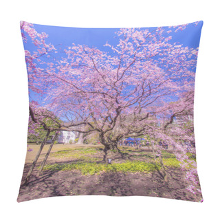 Personality  Weeping Cherry Tree And Sunny Blue Sky Pillow Covers