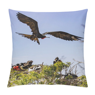 Personality  Male Frigate Bird Flies Over Treetop Filled With Mated Pairs And Babies Pillow Covers