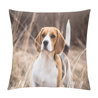 Personality  Beautiful Beagle Dog Portrait Outdoors Pillow Covers
