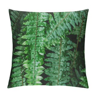 Personality  Close-up Shot Of Fern Leaves For Background Pillow Covers