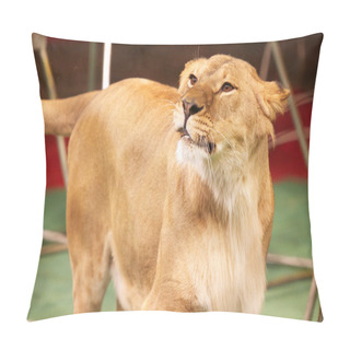 Personality  Lion In The Circus Ring Pillow Covers