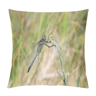 Personality  A Black Tailed Skimmer Resting On A Plant, Sunny Day In Summer Pillow Covers