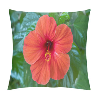 Personality  Red Hibiscus Flower Close-up. Red Hibiscus Flower Detail. Close-up Of An Hibiscus Flower Growing On A Hibiscus Rosa-sinensis Shrub On The Mediterranean Island Of Cyprus. Pillow Covers