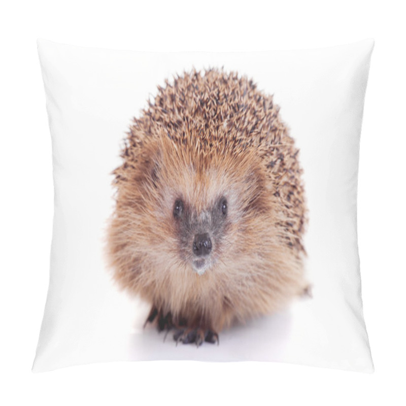 Personality  European hedgehog on white background pillow covers