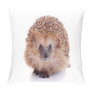 Personality  European Hedgehog On White Background Pillow Covers