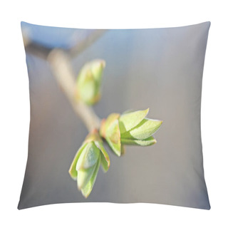 Personality  First Leafes And Kidneys  In Spring Inbright Sunlight Pillow Covers