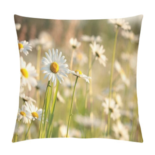 Personality  Daisies On A Spring Meadow At Dusk. Pillow Covers