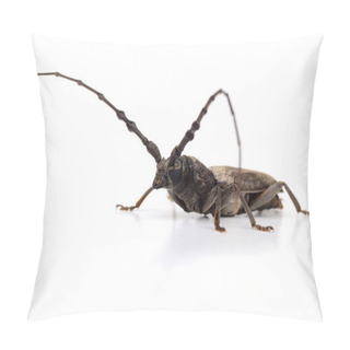 Personality  Borer (Batocera Rufomaculata) Isolated On A White Background Pillow Covers