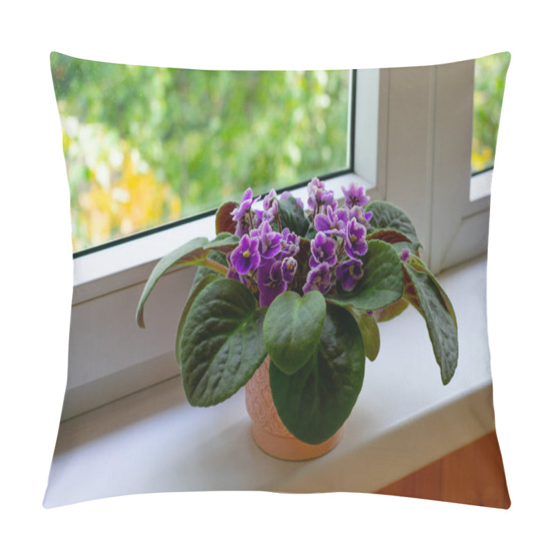Personality  Blossoming african violet flower saintpulia on windowsill home. Home decor pillow covers
