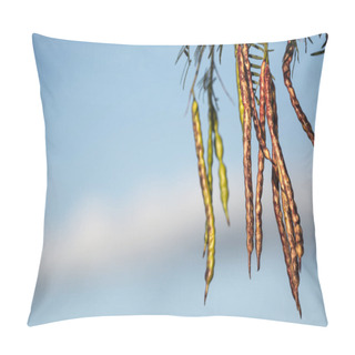 Personality  Mesquite Beans With Blue Sky Pillow Covers