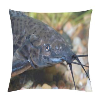 Personality  Catfish Head Pillow Covers
