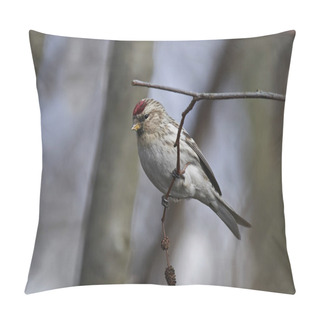 Personality  Common Redpoll (Acanthis Flammea) Pillow Covers