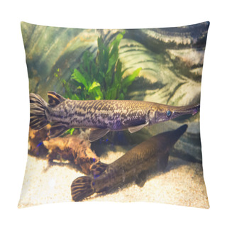 Personality  Atractosteus Spatula - Alligator Gars Pillow Covers