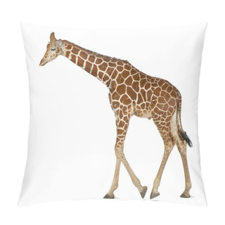 Personality  Somali Giraffe, Commonly Known As Reticulated Giraffe, Giraffa Camelopardalis Reticulata, 2 And A Half Years Old Walking Against White Background Pillow Covers