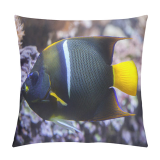 Personality  King Angelfish (Holacanthus Passer). Pillow Covers