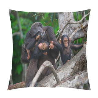 Personality  Funny Chimpanzee, Republic Of The Congo Pillow Covers