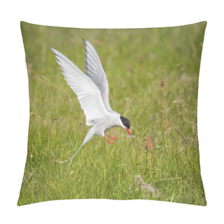 Personality  The Arctic Tern Or Sterna Paradisaea Is Flying And Looking For Its Chicks To Feed Them They Nest In Typical Medow, At The Famous Jkulsrln Glacier Lake In Iceland Pillow Covers