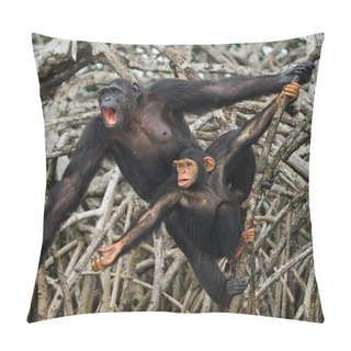 Personality  Funny Chimpanzee, Republic Of The Congo Pillow Covers