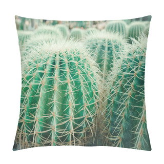 Personality  Close-up Shot Of Cacti In The Garden Pillow Covers