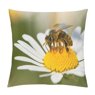 Personality  Bee Or Honeybee On White Flower Of Common Daisy Pillow Covers