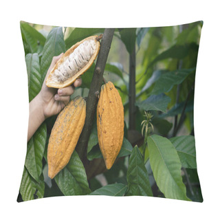 Personality  Selective Focus The White Pulp Of The Bright Yellow Cocoa In The Hands Of A Large Cocoa Farmer Matures In A Thai Farmer's Plantation. Fresh Green Leaf Background There Is Space For Text. Pillow Covers