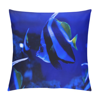 Personality  Close Up View Of Striped Fish Swimming Under Water In Aquarium With Blue Lighting Pillow Covers