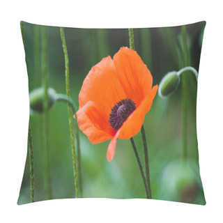 Personality  Blooming Red Poppy Flower On Summer Meadow Pillow Covers
