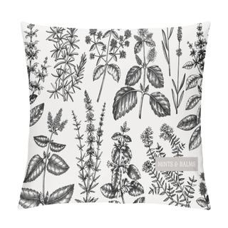 Personality  Mints Design. Hand Sketched Mints Plants Background. Vintage Herbs, Leaves, Flowers  Hand Drawings Design. Perfect For Recipe, Menu, Label, Packaging. Herbal Tea Template.  Botanical Illustration. Pillow Covers
