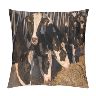 Personality  Cows In A Barn Eating Hay Pillow Covers