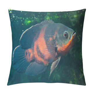 Personality  Oscar Fish (Astronotus Ocellatus). Pillow Covers