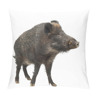 Personality  Wild Boar, Also Wild Pig, Sus Scrofa, 15 Years Old, Portrait Standing Against White Background Pillow Covers