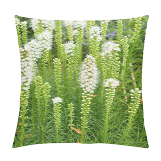 Personality  Liatris Spicata, The Dense Blazing Star Or Prairie Gay Feather, Is An Herbaceous Perennial Flowering Plant In The Sunflower And Daisy Family Asteraceae. Pillow Covers