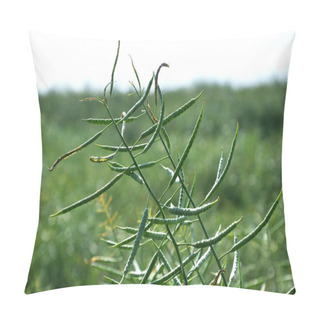 Personality  Stems Of Rapeseed With Pods Pillow Covers