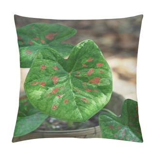 Personality  Caladium Bicolor Beuatyful Leafs In Pot Ready For Decoration In Garden Pillow Covers