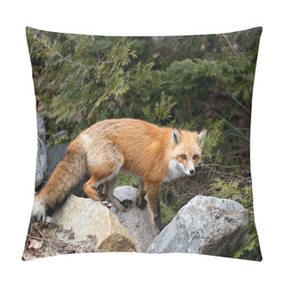 Personality  Red Fox Close-up Profile Side View Standing On Rocks In The Spring Season With A Blur Coniferous Trees Background In Its Environment And Habitat.  Picture. Portrait. Fox Image. Pillow Covers