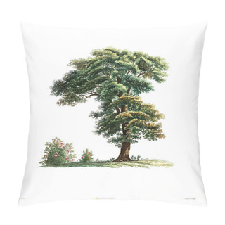 Personality  Illustration Of Plant. Old Image Pillow Covers